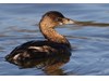 Photo of Podilymbus podiceps